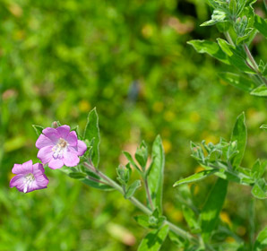 Epilobium hirsutum (great willowherb, hairy willow-herb, great hairy willowherb, apple-pie, cherry-pie, codlins-and-cream, codlins and cream)