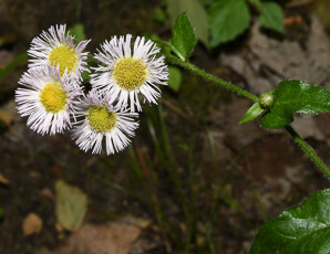 Erigeron philadelphicus (common fleabane, Philadelphia fleabane)