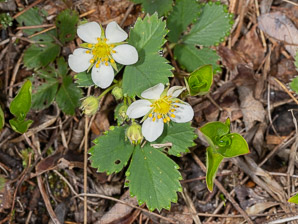 Fragaria virginiana (common strawberry, Virginia strawberry, wild strawberry, strawberry)