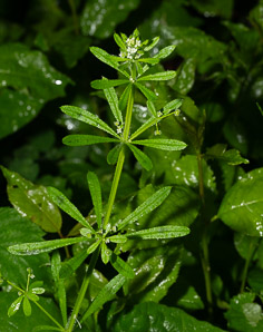 Galium triflorum (fragrant bedstraw, sweet-scented bedstraw)