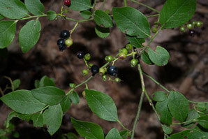 Gaylussacia baccata (black huckleberry, common huckleberry)