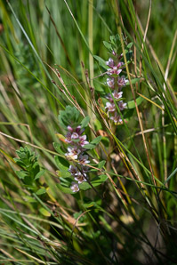 Glaux maritima (sea-milkwort, sea milkwort)
