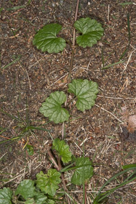 Glechoma hederacea (ground-ivy, gill-over-the-ground, creeping charlie, alehoof, tunhoof, catsfoot, field balm, run-away-robin, ground ivy)