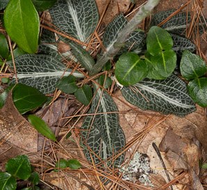 Goodyera pubescens (downy rattlesnake plantain, downy rattlesnake orchid)
