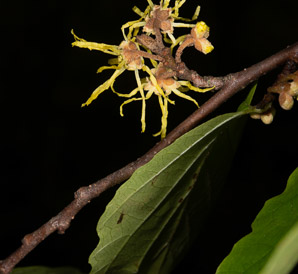 Hamamelis virginiana (witch-hazel, American witchhazel, winterbloom, witch hazel)