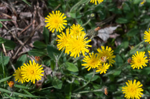 Hieracium pilosella (mouse ear, mouse ear hawkweed, mouseear hawkweed)