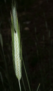 Hordeum vulgare (barley, common barley)