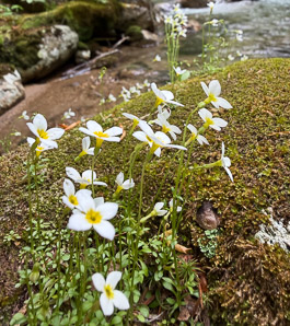 Houstonia caerulea (bluets, quaker ladies, azure bluet, bluet)