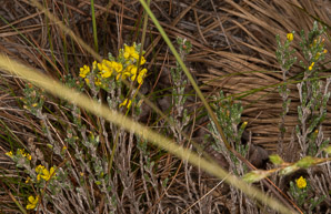 Hudsonia tomentosa (woolly beachheather, beach heather, sand heather)