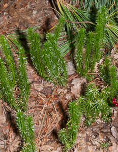 Huperzia selago (northern firmoss, fir clubmoss)