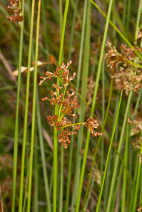 Juncus effusus (soft rush, common rush)
