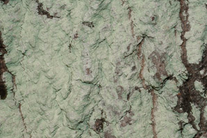 Lecanora thysanophora (mapledust lichen)