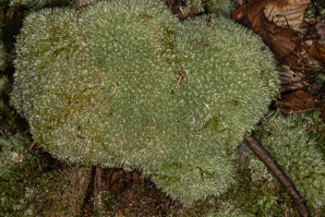Leucobryum glaucum (pincushion moss, leucobryum moss)
