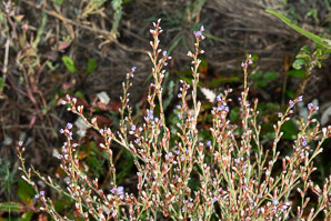Limonium carolinianum (Carolina sea-lavender, canker root, ink root, marsh root, lavender thrift, American thrift, seaside thrift)