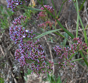 Limonium perezii (sea lavender, Perez’s sea lavender, seafoam statice)