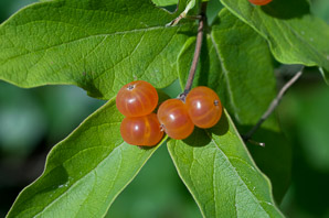 Lonicera tatarica (Tatarian honeysuckle)