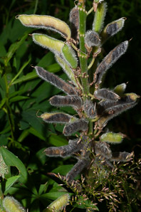 Lupinus polyphyllus (large-leaved lupine, big-leaved lupine, many-leaved lupine, bigleaf lupine)