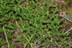 Lycopodium clavatum (common clubmoss)