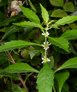 Lycopus uniflorus (northern bugleweed)