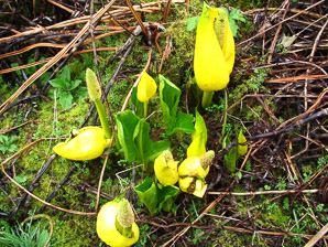 Lysichiton americanus (western skunk cabbage, yellow skunk cabbage, American skunk-cabbage, swamp lantern, American skunkcabbage)