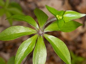 Medeola virginiana (Indian cucumber-root, Indian cucumber)