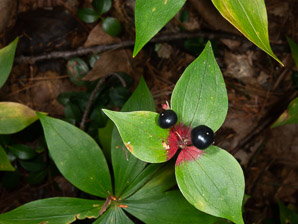Medeola virginiana (Indian cucumber-root, Indian cucumber)