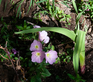 Oenothera speciosa (pink evening primrose, showy evening primrose, Mexican primrose, amapola, pinkladies)