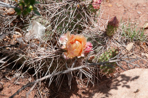 Opuntia phaeacantha (desert prickly pear, tulip prickly pear, brown-spine prickly pear, tulip pricklypear)