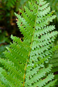 Osmunda cinnamomea (cinnamon fern)