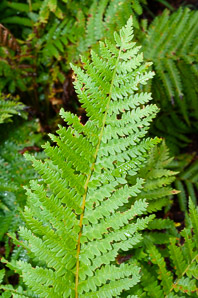 Osmunda cinnamomea (cinnamon fern)