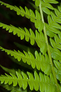 Osmunda cinnamomea (cinnamon fern)