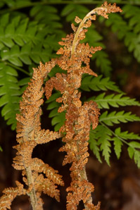Osmunda cinnamomea (cinnamon fern)