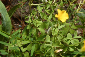 Oxalis dillenii (oxalis, common yellow wood-sorrel, common yellow woodsorrel, yellow wood-sorrel, common yellow oxalis, slender yellow woodsorrel)