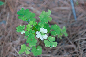 Oxalis montana (common wood sorrel, mountain woodsorrel, wood shamrock, white woodsorrel, wood sorrel)