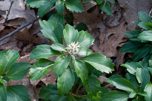Pachysandra terminalis (pachysandra, Japanese spurge, Japanese pachysandra)