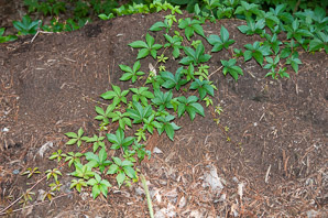 Parthenocissus quinquefolia (Virginia creeper)