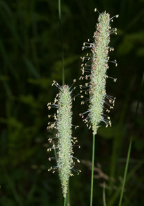 Phleum pratense (timothy)