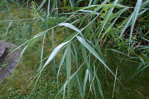 Phragmites australis (phragmites, common reed)