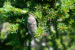 Picea rubens (red spruce, Eastern spruce, yellow spruce)