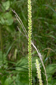 Plantago major (common plantain)