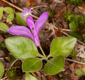 Polygala paucifolia (fringed polygala, gaywings, fringed milkwort)