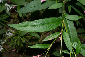 Polygonum cespitosum (Oriental lady’s thumb, bristly lady’s thumb)