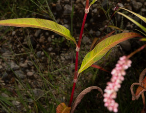 Polygonum lapathifolium (nodding smartweed, pale smartweed, dock-leaved smartweed, curlytop knotweed)