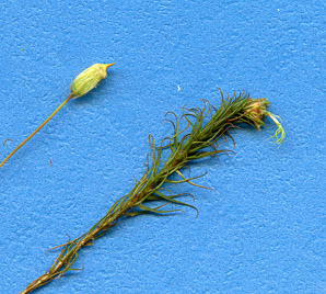 Polytrichum commune (common haircap moss, haircap moss, polytrichum moss)