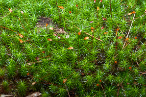 Polytrichum commune (common haircap moss, haircap moss, polytrichum moss)