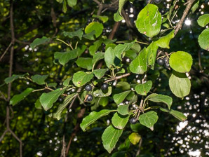 Rhamnus cathartica (buckthorn, common buckthorn, purging buckthorn)