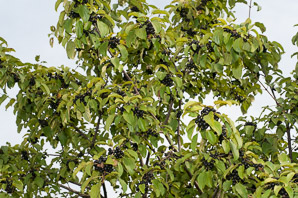 Rhamnus cathartica (buckthorn, common buckthorn, purging buckthorn)