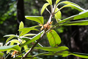 Rhododendron maximum (great rhododendron, great laurel, rosebay rhododendron, American rhododendron, big rhododendron)