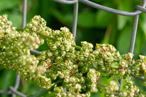 Rumex longifolius (dooryard dock)