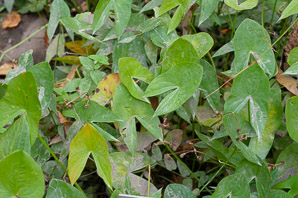 Sagittaria latifolia (arrowhead, broad-leaved arrowhead, broadleaf arrowhead, duck potato, Indian potato, wapato)
